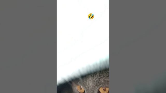 Вася спрятался от Якура 🤣