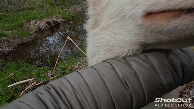 Питомник ездовых собак на Камчатке