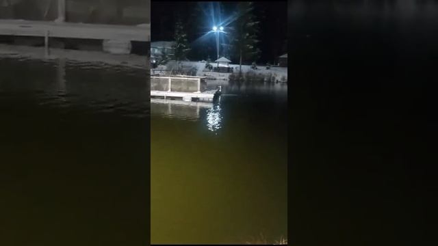 Состояние водоема за 25 ноября 2024