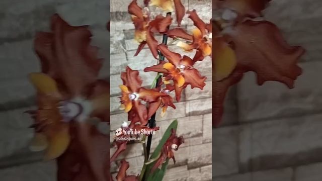 первая камбрия ароматная в коллекцию