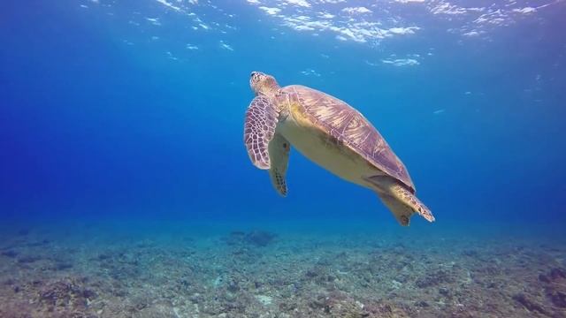 Stive Morgan - Ice & Fire (Mag Revans Remix)