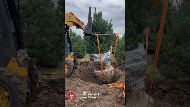 Подготовить для вас крупномер - целое приключение😉