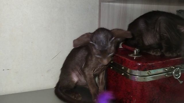 Ориентальные шоколадки 2 мес.