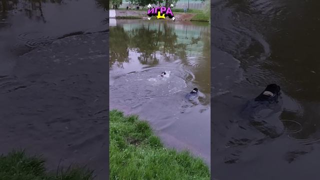 Как научить собаку плавать 🐶 #собака #стаффи #игрушки #плывет #вода #смешное #юмор #прыгает #пруд