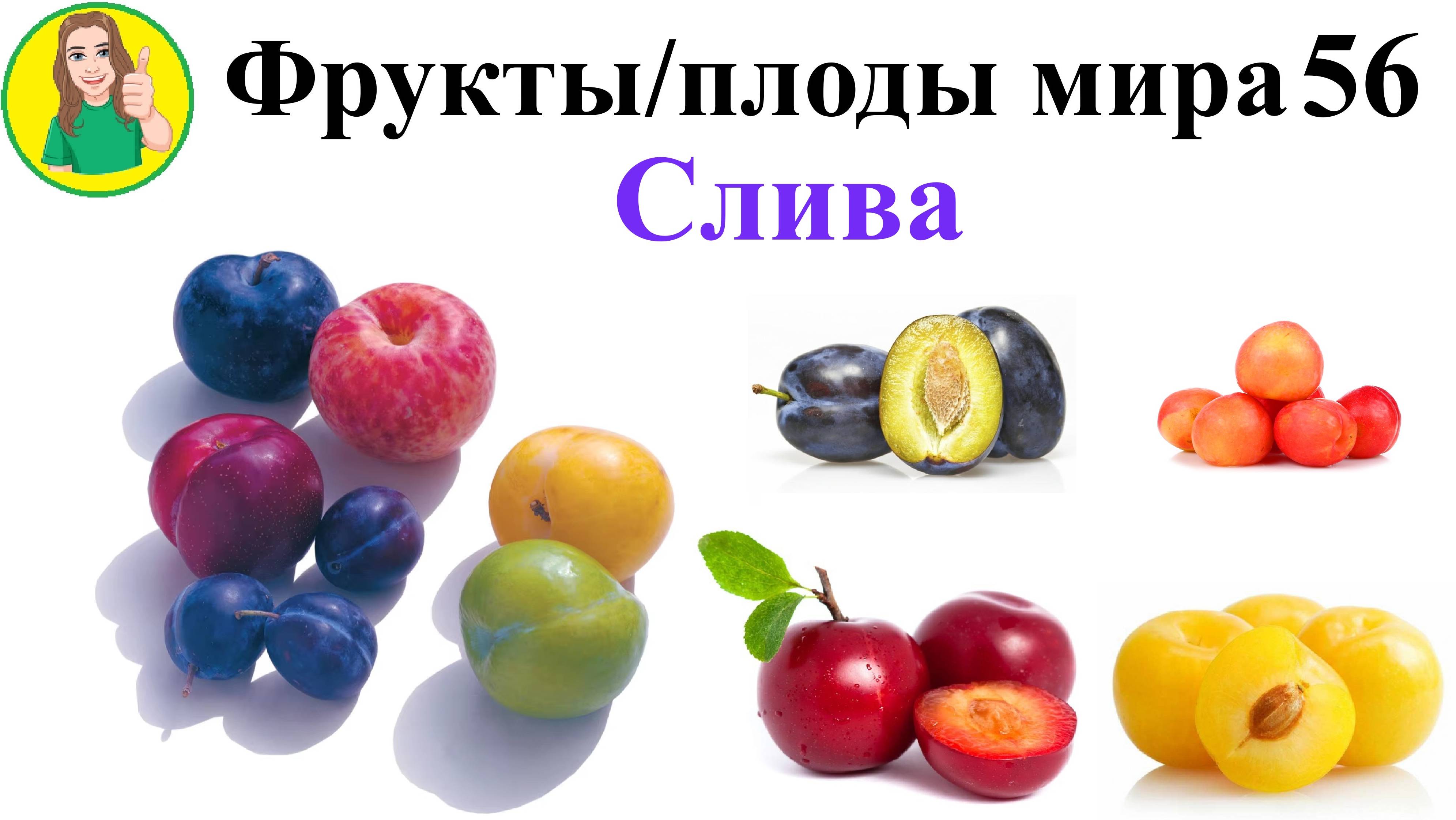 Фрукты - плоды мира 56 – Слива Сыроедение Фрукторианство