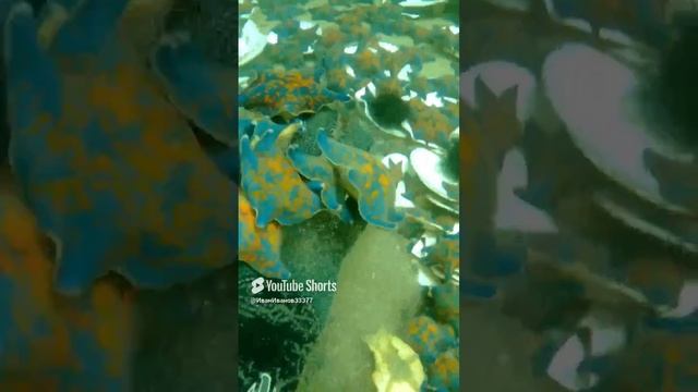 море, дайвинг, морские звезды.
