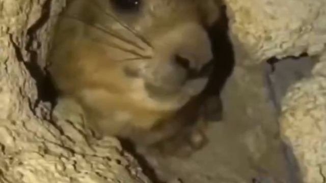 System of a hamster