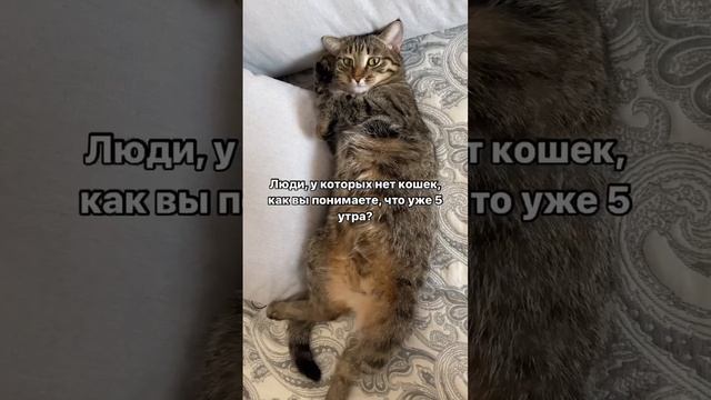И правда, как? 😀