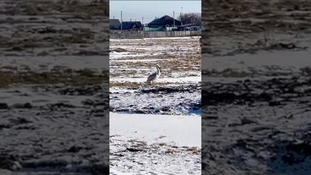 В село Ахуново Учалинского района прилетел пеликан!