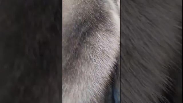 Модель Тэсса из Цельных Пластин Меха