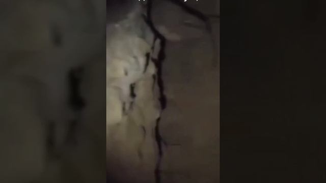 Василиск - король змей.  видео и фото с ним довольно трудно найти..