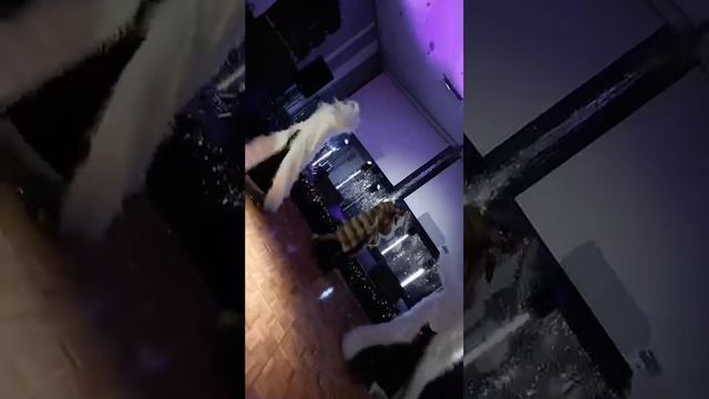 Шоу группа на Новый год в Сообществе Jonik_salsa 2025 г №2