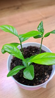 🍋 Лимон комнатный