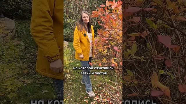 Как подготовить виноград и деревья к зиме