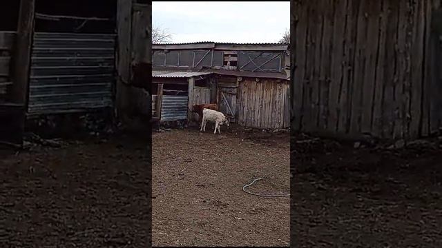 Прекрасный сон