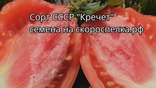 Семена Советского томата "Кречет". Был выведен сорт в 1951 году. Попробуйте прошлое на вкус.
