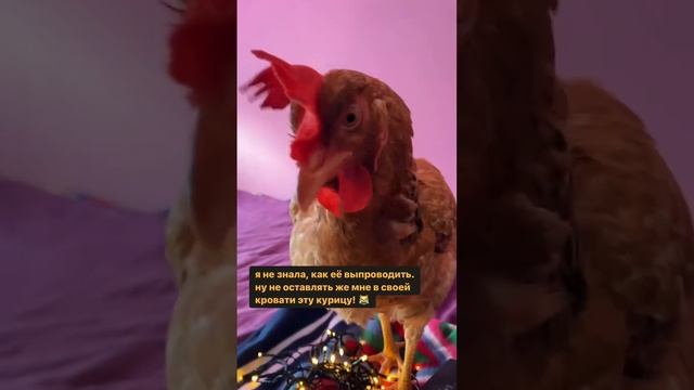 Этот индийский куриный шедевр должен быть тут