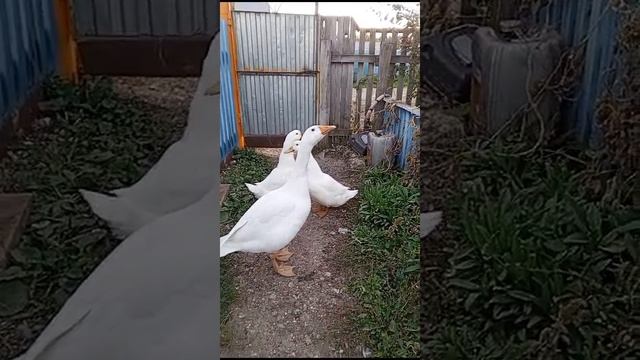 Домашние блогеры часть 4