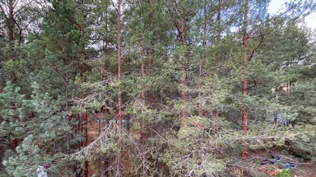 Сестрорецк Заречная дор 3_1