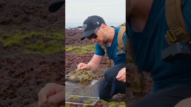 Почему нельзя наступать на рыбу-камень
