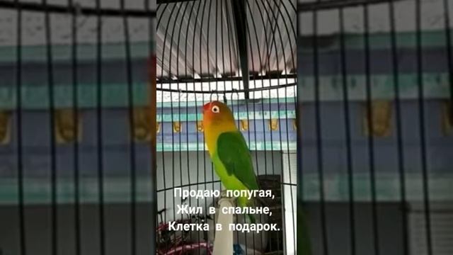Продаю попугая  жил в спальне.  Юмор. I sell a parrot  lived in the bedroom.  Humor.