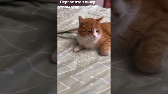 Наш вечно голодный🤣 #shorts #ржач #memes