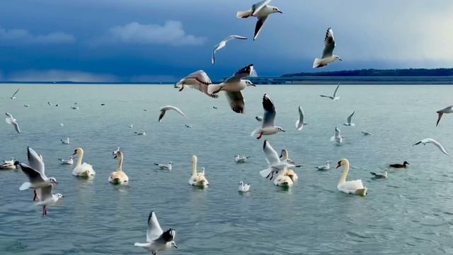 🦢 Лебеди, море и Крымский мост на набережной в Керчи
