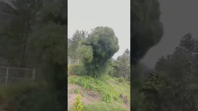 Дерево монстр.