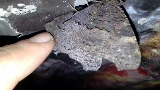 бабочки зимуют на портрете медведя
