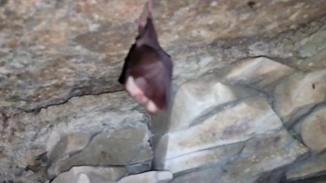 Поиск Эриванской пещеры ⛰️🦇💦 (23.11.2024) @TRAVEL STORIES