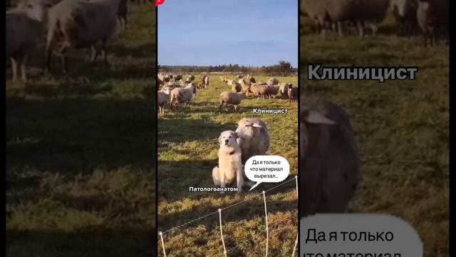 Клиницист и патологоанатом