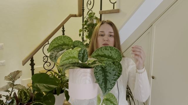 №64. Растения, которые могут расти при слабом освещении.