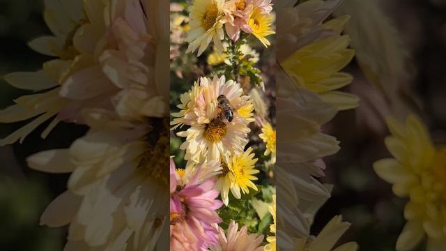 petal_20241125_002703.mp4