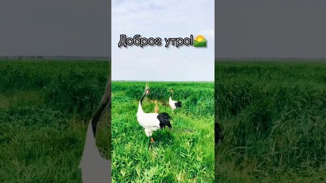 Доброе утро!🌄.mp4