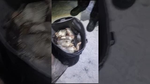 нарыбачили.