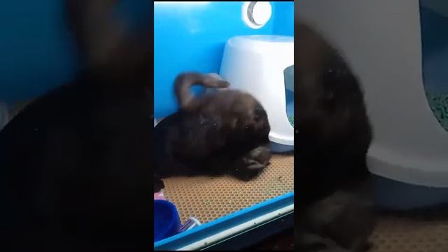 Ноябрь 23  Карма и Корси