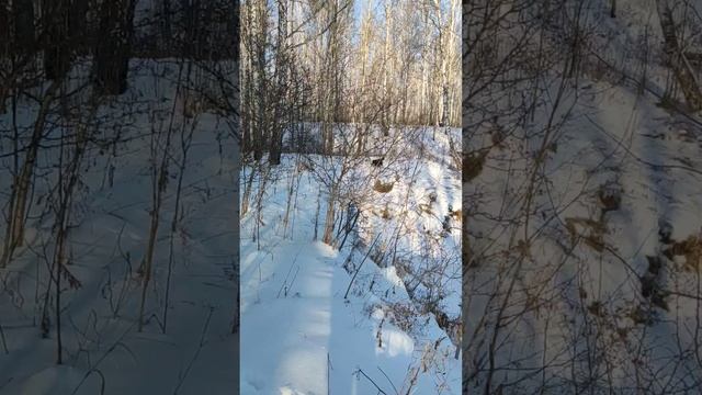Канадский волк - гибрид. 25 ноября 2024