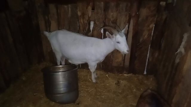 Животные 🐐🐏 в Деревне 🏡 Ночью