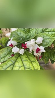 Оранжереи Царицыно (Музей-заповедник «Царицыно», Москва)