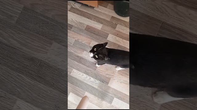 Мой кот часть 7
