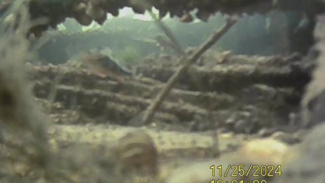 1000033548.mp4Волга гл 5м.25.11.2024г.