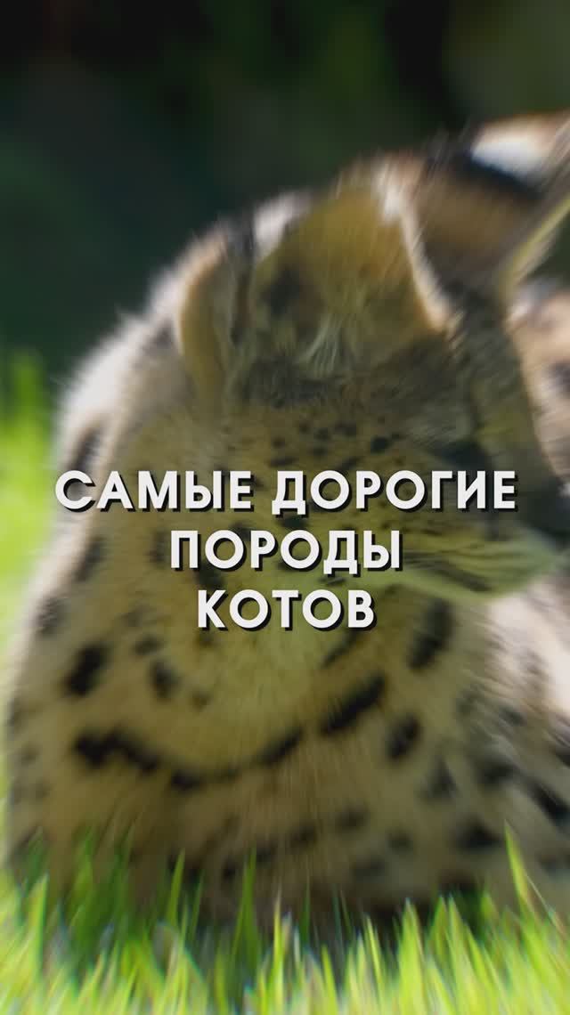 Самые дорогие породы котов