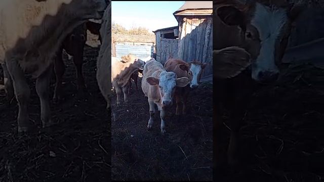 Домашние блогеры часть 5