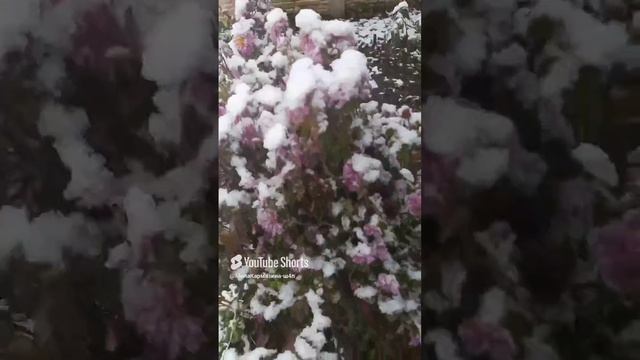 ДНР. Харцызск. 24.11.2024. Цветы у дома. Пришла зима и первый снег на хризантемах