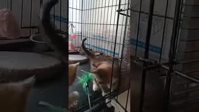 ДОРИ ИЩЕТ ДОМ