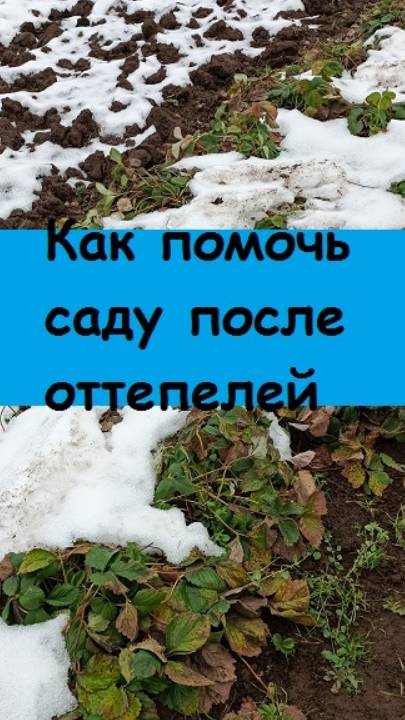 Из-за ОТТЕПЕЛЕЙ САД СИЛЬНО СТРАДАЕТ ЗИМОЙ - что нужно будет сделать весной?