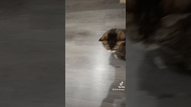 🐈⬛🐈⬛🐈⬛🐈⬛🐈⬛🐈⬛🐈⬛👍👍👍👍👍👍