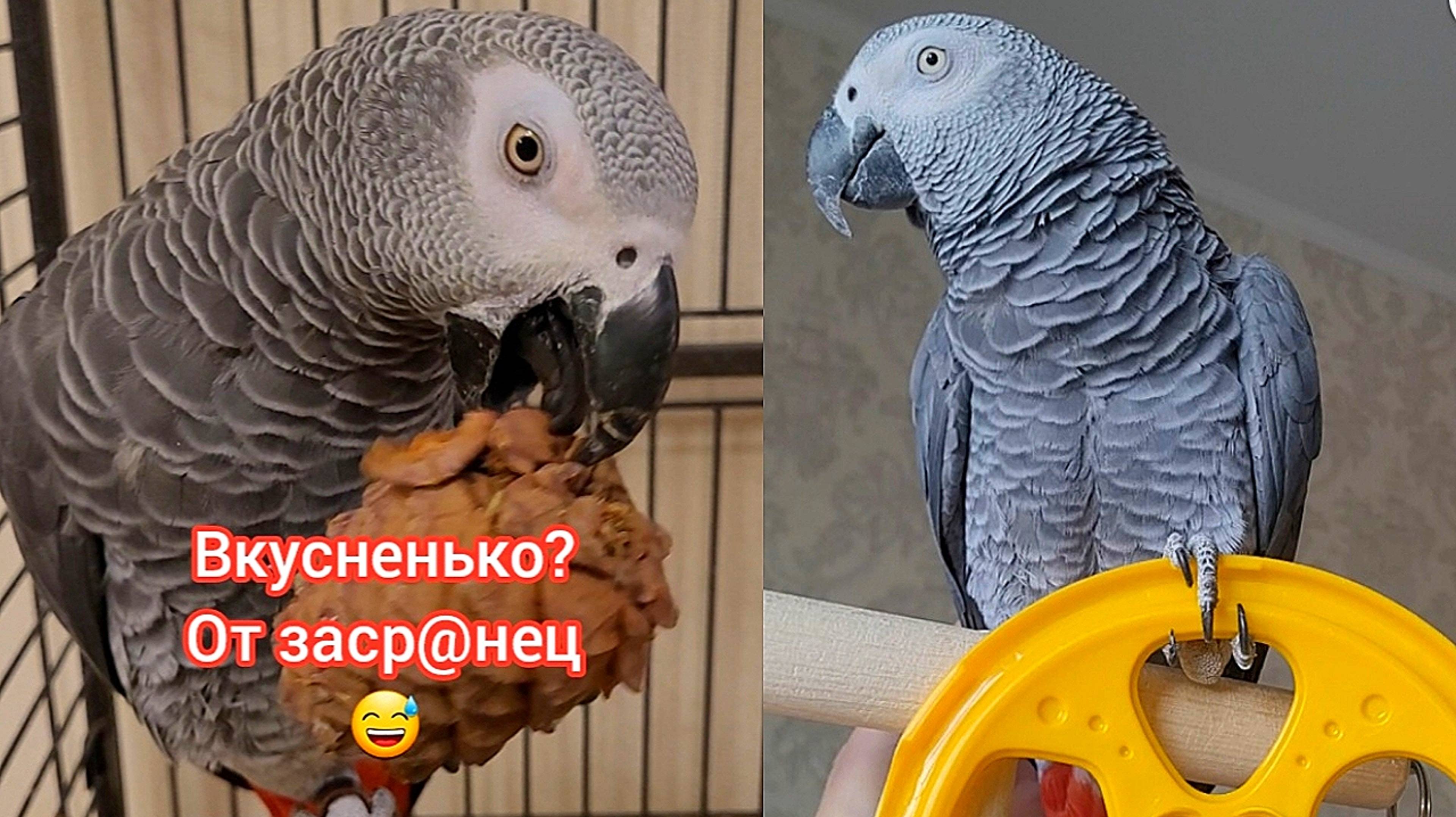 ПРИКОЛ! Говорящий попугай ЗАСЁК что его СНИМАЮТ😅😆