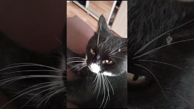 Мой кот часть 8