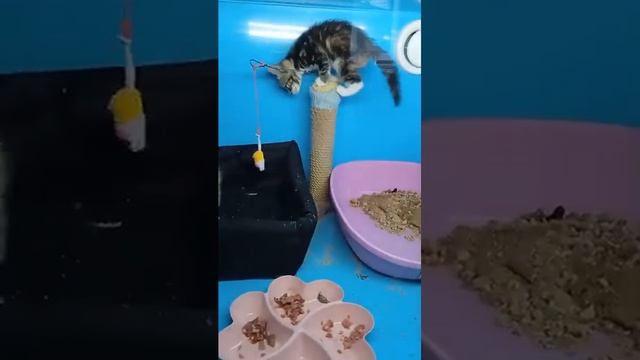 КОТЯТА  1 5 МЕС ИЩУТ ДОМА